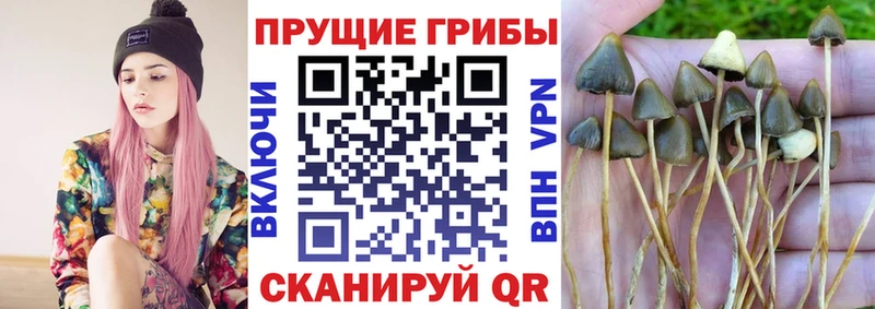 купить закладку  Дыгулыбгей  Галлюциногенные грибы MAGIC MUSHROOMS 